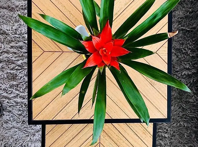 Апартаменты Comfort Deluxe Flat Русе